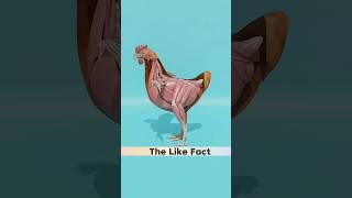 anda murgee ke pet mein kaise banta hai facts 3danimation shorts [upl. by Nwadrebma]