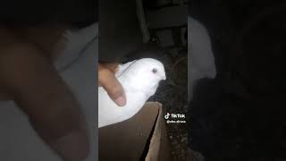 جكد يطلع سعرهن pigeon الحسون birds [upl. by Nebe]