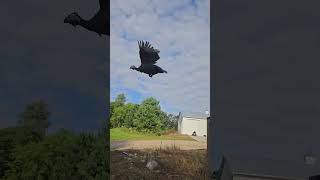 guinea fowl flying [upl. by Rora404]