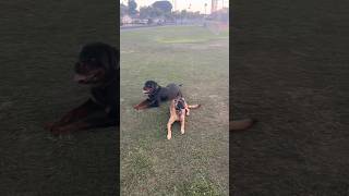 Meet the pack of trained dogs 2 shepherds 1 Malinois 1 Rottweiler dogtraining dog trending [upl. by Kile]