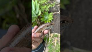 I relocated this Major Skink from a garage in Buderim after it was thought to be a snake skinks [upl. by Takeshi]