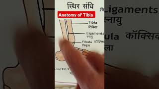 Anatomy of Tibia facts biology medicalscience paramedical education [upl. by Ainsley367]