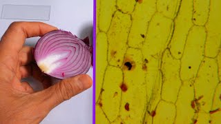 Onion Cells Under the Microscope [upl. by Mas129]