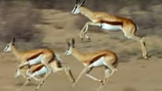 Springboks Antelopes vs Cheetahs  Wild Africa  BBC Earth [upl. by Kruger]