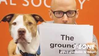 Moby  Almost Home Best Friends Animal Society Lyric Video with Damien Jurado [upl. by Nyrraf]