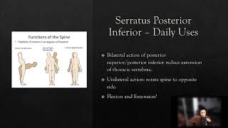 Serratus Posterior Inferior [upl. by Edsel]