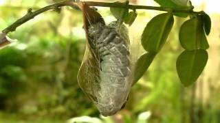 Atlas moth larva pupating [upl. by Giustina]