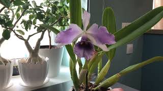 Lc CG Roebling “Blue Indigo” Cattleya gaskelliana x Laelia purpurata [upl. by Ylle295]