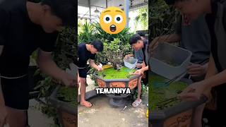 Orang Orang Ini Terkejut Melihat Kolam Ikannya Menjadi Sangat Buruk ‼️😱shorts [upl. by Eyllom]