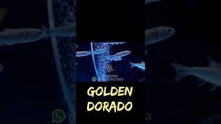 Golden Dorado Fish [upl. by Suqram730]