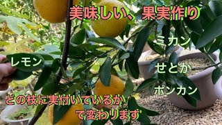 【柑橘品種、鉢植え栽培】美味しい果実作り、収穫時期の実の付き方で分かります [upl. by Urbanna494]