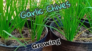 How to grow garlic chives  Growing garlic chives by Ny Sokhom [upl. by Nauqad]