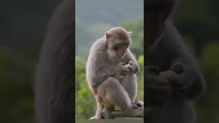 nature  Monkey  animal  forest  beautiful scenery  relaxing clip  PT 22  EP 4  🐵🐒🏞️🌄🤩😍🥰❤️💕 [upl. by Whelan]