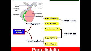 Histology of Pituitary Gland Dr Amal Mohamed Moustafa [upl. by Ahsieyn398]