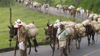 Historias de Arrieros Paisas Ciudad Bolivar Antioquia Colombia  TvAgro por Juan Gonzalo Angel [upl. by Nevs985]