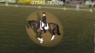 Wolkenderry at Stallion Show Hartpury 5 Jan 13 [upl. by Pasahow]