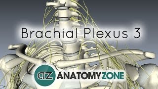 Brachial Plexus  Terminal Branches  Anatomy Tutorial [upl. by Drusilla]