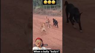 When a Bully decides to BULLY dog viralvideo [upl. by Nefets]