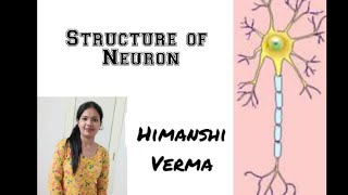 Structure of Neurons class 9th to 12th ScienceBiologyNeet [upl. by Zaccaria52]