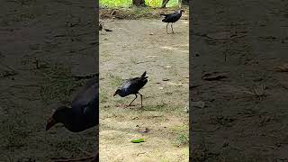 Birdindianbirdsliveshortvideobirds indianwildlifepurplemoorhen greyheadedswamphen [upl. by Joselow417]