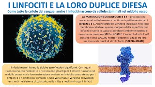 IL RUOLO DIFENSIVO DEL SISTEMA LINFATICO [upl. by Rebmaed]