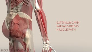 Extensor Carpi Radialis Brevis Musclepath 3D Animation [upl. by Kera]