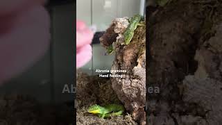 Abronia graminea hand feeding [upl. by Binah742]