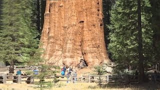 Los 10 Arboles Mas Grandes Del Planeta Tierra [upl. by Eelan352]