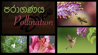 Pollination පරාගණය වෘක්ෂ [upl. by Garin]