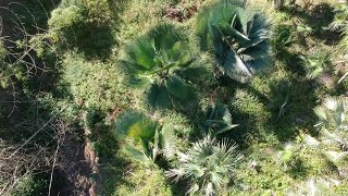 Palm Collection of Leonel Mera Dominican Republic [upl. by Flodur36]