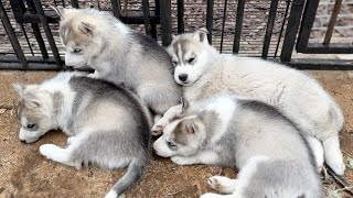 Visiting Cute Husky Puppies  My Dogs Avoid Meeting With Puppies [upl. by Ailalue]