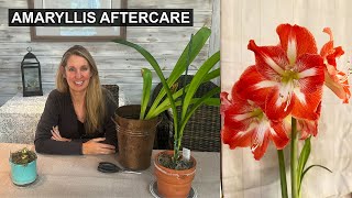 My Amaryllis is Done Blooming Now What  Amaryllis Aftercare and ReBlooming Tips [upl. by Behlke518]