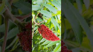 🌹¹³☆•¹ Staghorn Sumac Rhus typhina in CashewSumac Family Anacardiaceae [upl. by Nhguahs336]