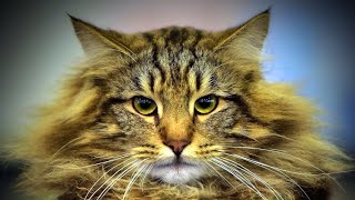 I gatti più belli del mondo Esposizione Felina Internazionale di Trieste Animali amici miei [upl. by Eillime]