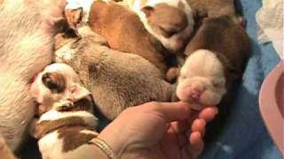 MacysNewBornEnglishBulldogPuppiesavi [upl. by Mcginnis]