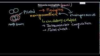 Neisseria meningitidis introduction [upl. by Velda952]