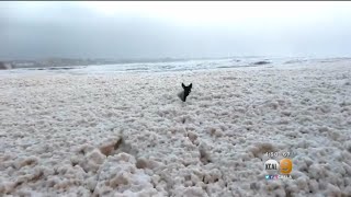 Sea Foam Brought About By Storm Eleanor Creates The Perfect Doggie Playground For This Pup In Irelan [upl. by Atelra]