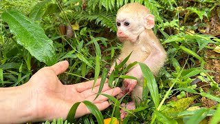 Baby Monkey Jic Jic abandoned was brought home by Dad to care for [upl. by Missi]