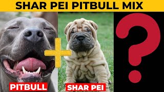 Meet the Shar Pei Pitbull Mix A Unique and Adorable Breed [upl. by Petite]