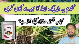 gibberellic acid function in plants When to spray Gibberellins on wheat plants Arshad Ali [upl. by Arahsak]