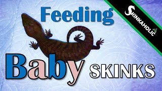 Feeding BabyYoung Skinks  Ep 52 [upl. by Seale]