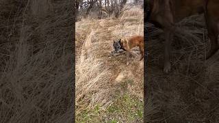 Cadaver dog finds remains malinois workingk9 searchandrescue [upl. by Silin]