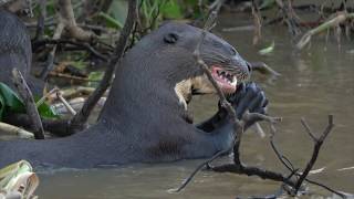 The Giant River Otter of South America [upl. by Alleuqahs937]