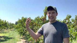 How to Grow Peaches 🍑 as Taught By an 85 Year Old Orchardist [upl. by Aruasor234]