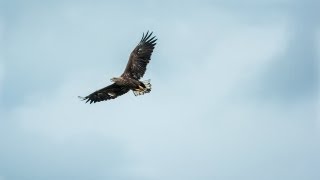 De Biesbosch HD [upl. by Marih501]