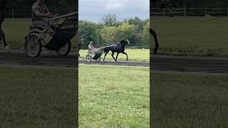 Traning 2 year old horse horse harnessracing racehorse [upl. by Peacock]