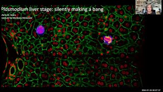 quotPlasmodium liver stage silently making a bangquot by Dr Maria Mota [upl. by Pippa]