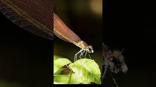 Hembras de Calopteryx haemorrhoidalis cazando pequeños insectos caza libelula [upl. by Trebron654]