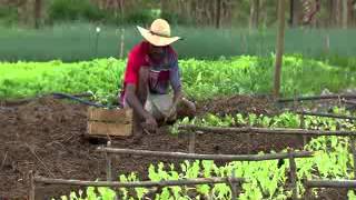 Caminhos da Reportagem  Agricultura familiar [upl. by Riva500]