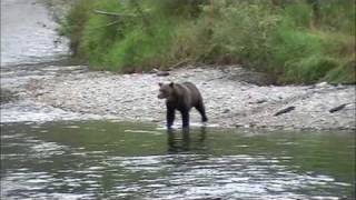 Grizzly Bear Atnarko River eating Salmon5 [upl. by Hildegarde]